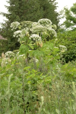 Borschivnik Sosnowski (Heracleum sosnowskyi Manden.) 