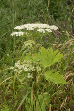 Borschivnik Sosnowski (Heracleum sosnowskyi Manden.) 