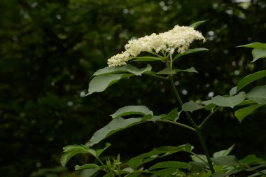 Yaygın dağ külleri (Sorbus aucuparia)