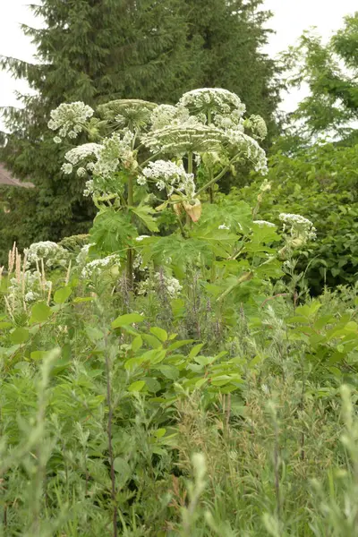 Borschivnik Sosnowski (Heracleum sosnowskyi Manden.) 