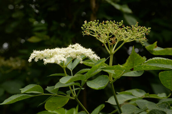 Common mountain ash (Sorbus aucuparia)
