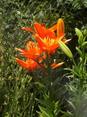 Lily (Lilium, Ukraynalı halk ismi Lily)           