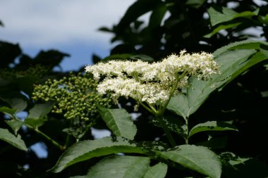 Yaygın dağ külleri (Sorbus aucuparia)