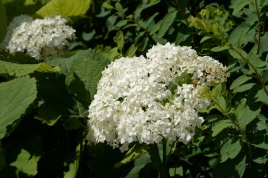 Hydrangea (Hydrangea) is a genus of flowering plants of the Hydrangea family