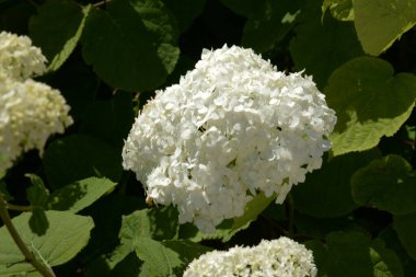 Hydrangea (Hydrangea) is a genus of flowering plants of the Hydrangea family
