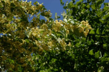 Linden (Tilia), Mallow familyasından bir ağaç cinsidir..  