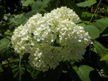 Hydrangea (Hydrangea) is a genus of flowering plants of the Hydrangea family          