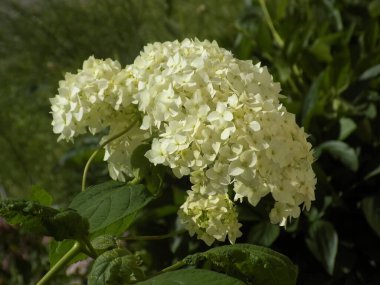 Hydrangea (Hydrangea) is a genus of flowering plants of the Hydrangea family           