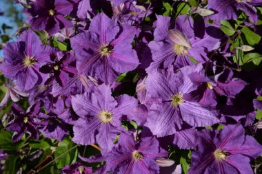 Clematis, Buttercup familyasından bir bitki cinsidir..