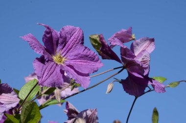 Clematis, Buttercup familyasından bir bitki cinsidir..