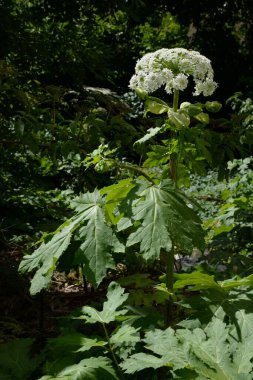 Borschivnik Sosnowski (Heracleum sosnowskyi Manden.)  
