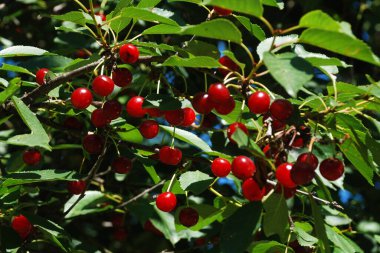 Genel kiraz (Prunus cerasus L.)