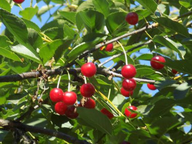 Genel kiraz (Prunus cerasus L.)          