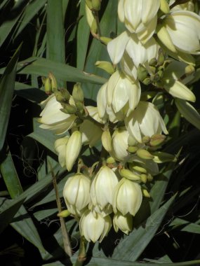 Yucca (Yucca), Agave familyasından bir bitki cinsidir.          