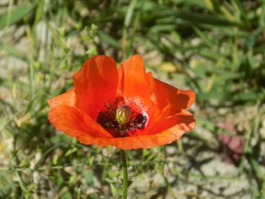 Oriental haşhaş (gelincik orientale)          