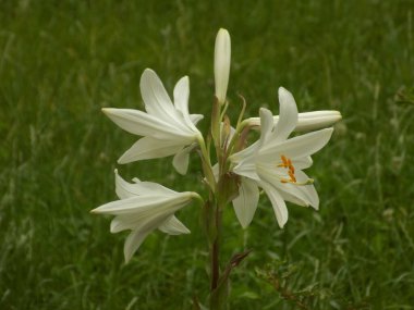Lily (Lilium, Ukraynalı halk ismi Lily)            