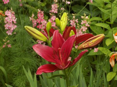 Lily (Lilium, Ukraynalı halk ismi Lily)            