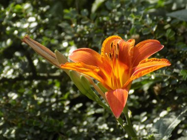 Lily (Lilium, Ukraynalı halk ismi Lily)            