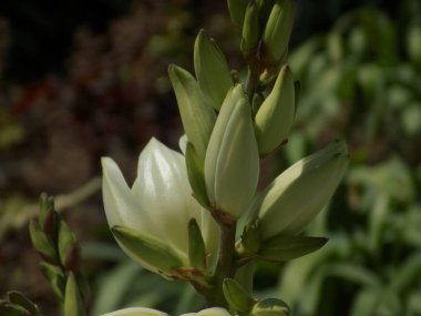  Yucca (Yucca), Agave familyasından bir bitki cinsidir.         