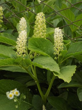 Phytolacca, Phytolacea familyasından bir bitki cinsidir..          