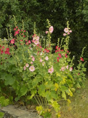 Malva, veya mallow (lat. Mlva)           