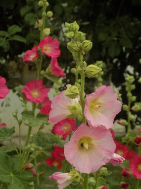 Malva, veya mallow (lat. Mlva)           