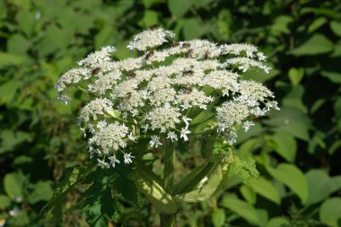 Borschivnik Sosnowski (Heracleum sosnowskyi Manden.)  