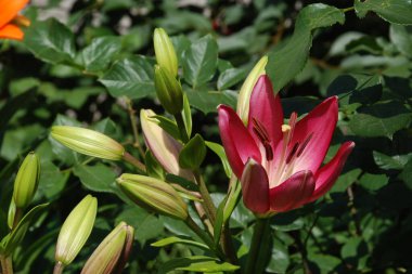 Lily (Lilium, Ukraynalı halk ismi Lily) 