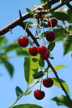 Genel kiraz (Prunus cerasus L.) 