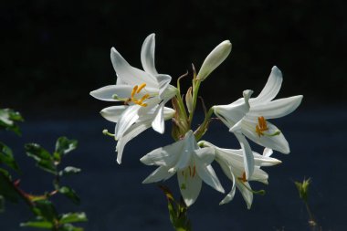 Lily (Lilium, Ukraynalı halk ismi Lily) 