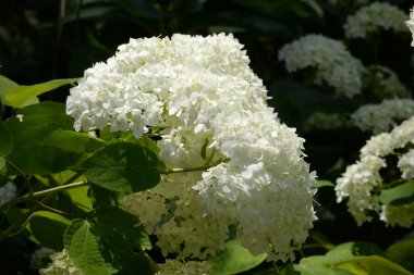 Hydrangea (Hydrangea) is a genus of flowering plants of the Hydrangea family