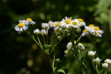 Papatya çayı ya da papatya çayı her yıl yüksek dallı bir bitki cinsidir.