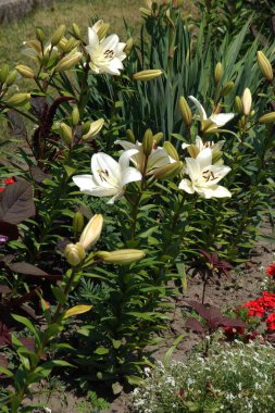 Lily (Lilium, Ukraynalı halk ismi Lily) 