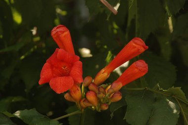  Gereza yaygın (Lcium barbarum L., 1753, çevir omuriliği, çıkıntı)