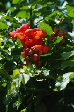  Gereza yaygın (Lcium barbarum L., 1753, çevir omuriliği, çıkıntı)
