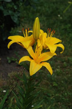 Lily (Lilium, Ukraynalı halk ismi Lily) 