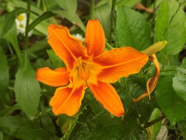 Lily (Lilium, Ukraynalı halk ismi Lily)           