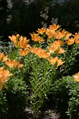 Lily (Lilium, Ukraynalı halk ismi Lily) 