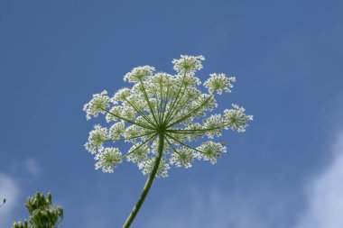Borschivnik Sosnowski (Heracleum sosnowskyi Manden.) 