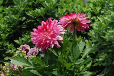 Yıldız çiçeği (