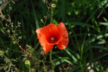 Oriental haşhaş (gelincik orientale)