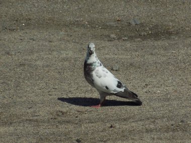 Güvercin (Columba) - güvercin ailesinden (Columbidae) bir kuş cinidir.)          