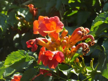 Gereza yaygın (Lcium barbarum L., 1753, çevir omuriliği, çıkıntı)          