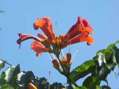 Gereza yaygın (Lcium barbarum L., 1753, çevir omuriliği, çıkıntı)          