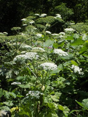 Borschivnik Sosnowski (Heracleum sosnowskyi Manden.)           