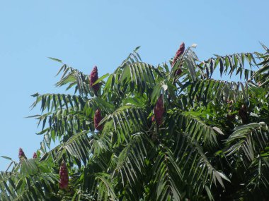 Sirke sumac, kısa saçlı sumak, kıllı sumak, sirke ağacı. Eski karışık sonbahar ormanı. Eski karışık sonbahar ormanı.