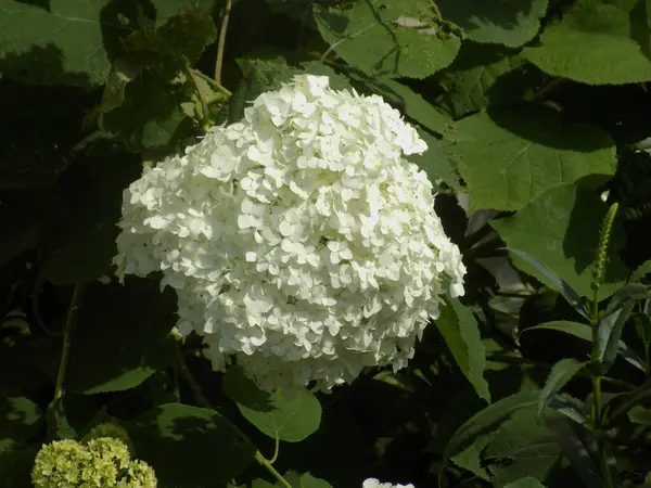 Hydrangea (Hydrangea) is a genus of flowering plants of the Hydrangea family           
