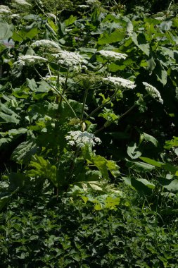 Borschivnik Sosnowski (Heracleum sosnowskyi Manden.)  