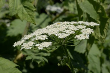 Borschivnik Sosnowski (Heracleum sosnowskyi Manden.)  