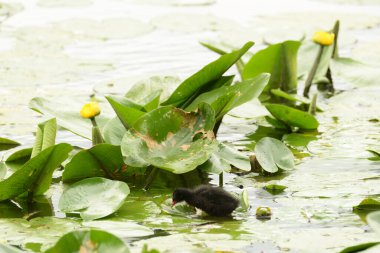 Nilüferler (Nymphaa), nilüfergiller (Nymphaeaceae) familyasından bir su bitkisi cinsidir.).